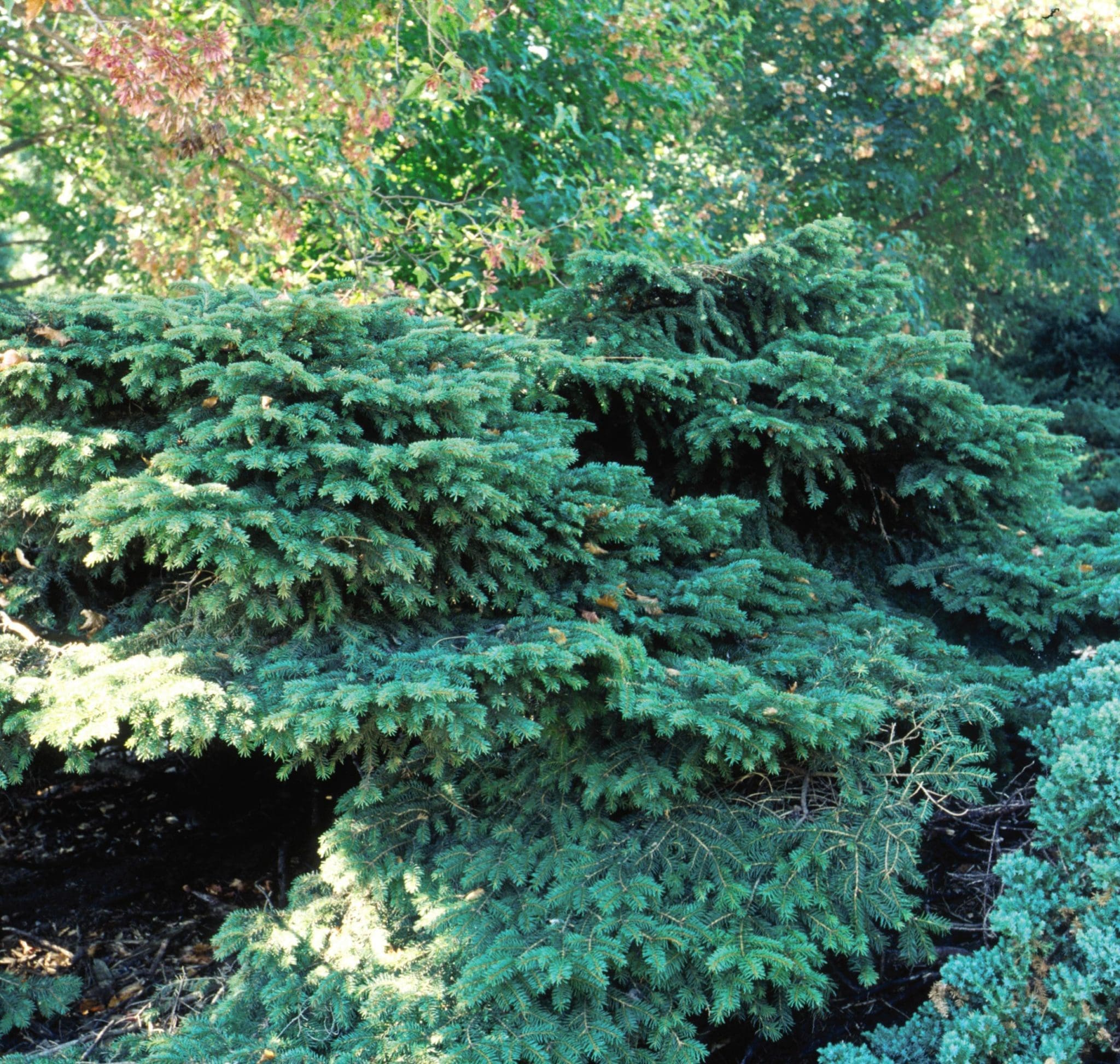 Bird's Nest Spruce Pahl's Market Apple Valley, MN