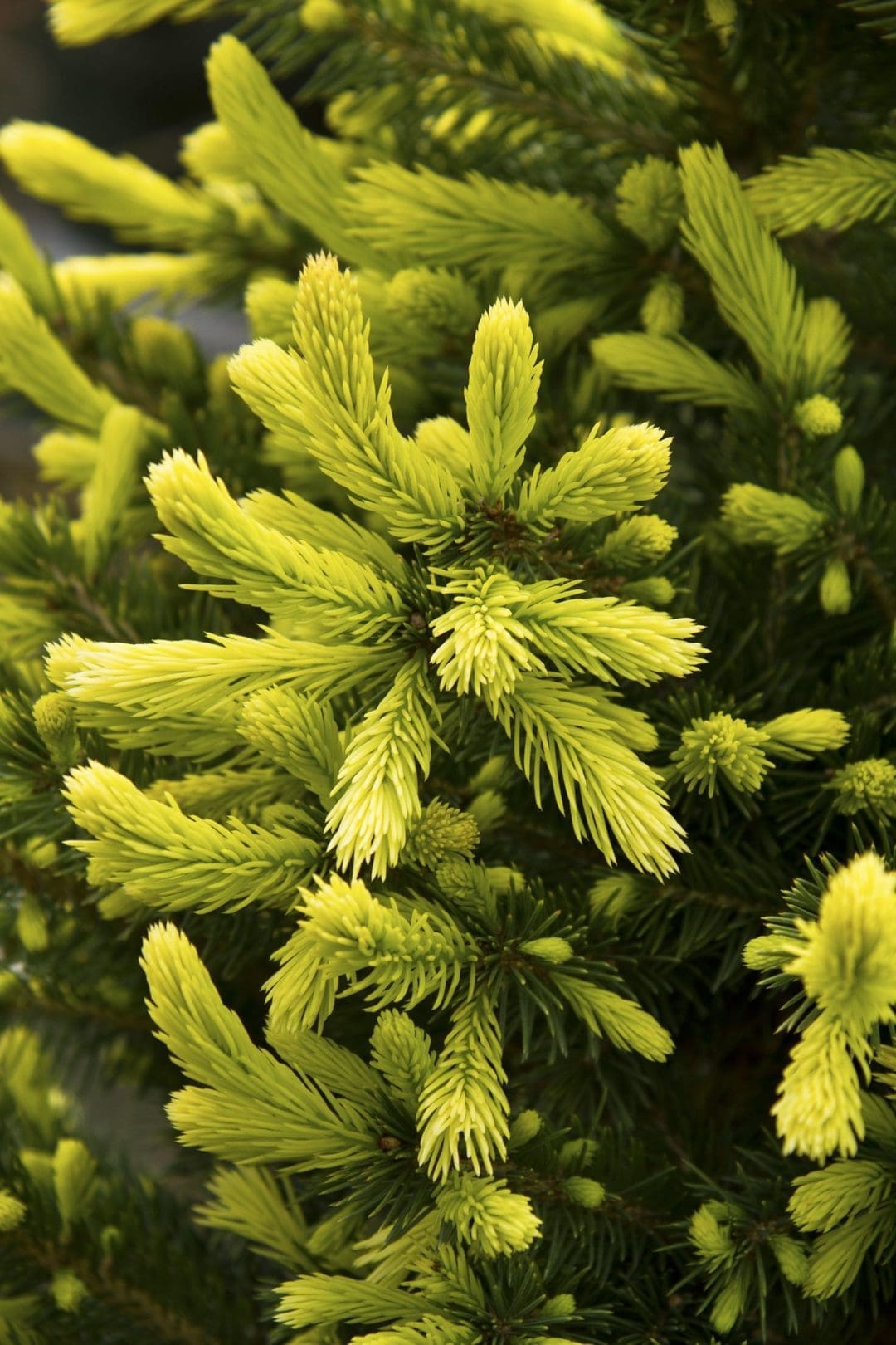 Black Hills Spruce Pahl's Market Apple Valley, MN