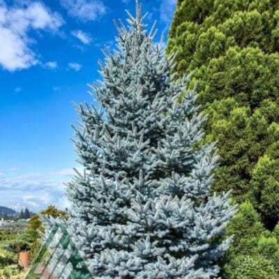 Bonny Blue Colorado Spruce