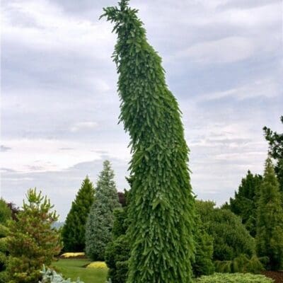 Brun's Weeping Serbian Spruce