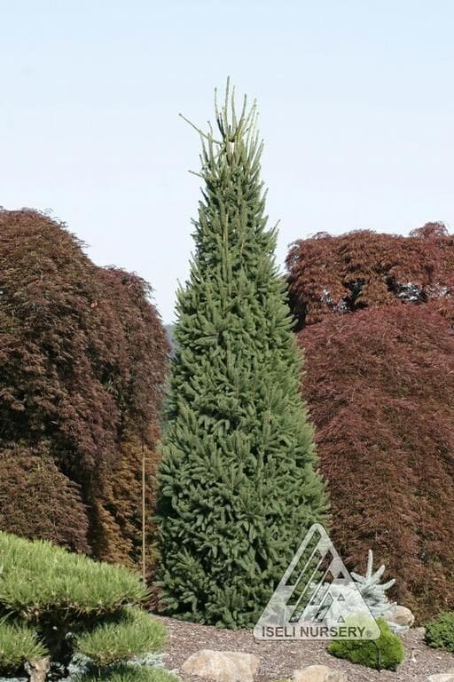 Columnar Norway Spruce Pahl S Market Apple Valley Mn