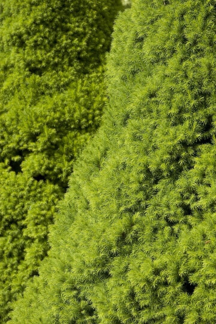 Dwarf Alberta Spruce - Image 2