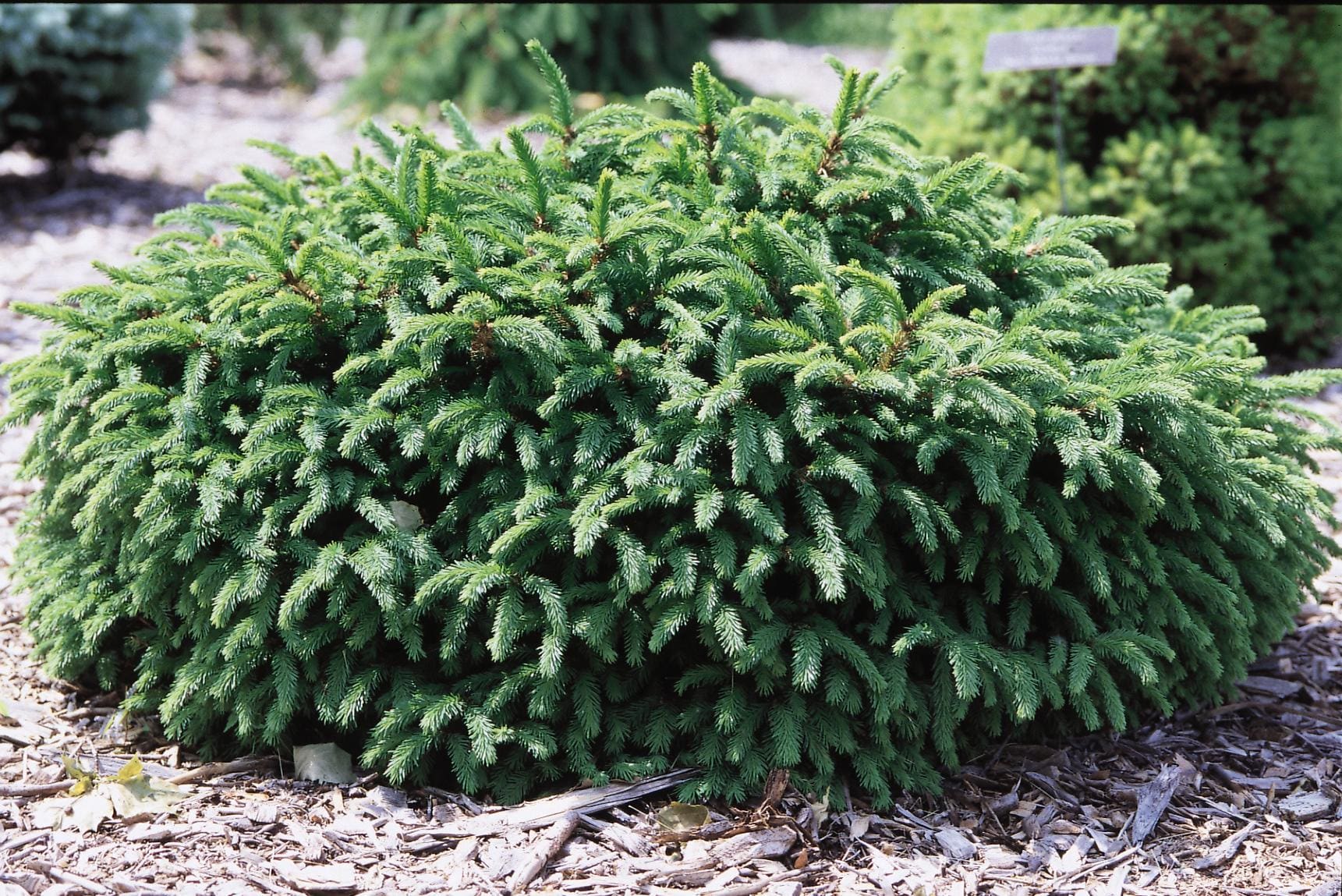 Dwarf Norway Spruce Pahls Market Apple Valley Mn