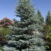 Fat Albert Blue Spruce