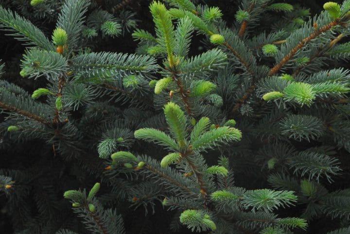 Fat Albert Blue Spruce - Image 2