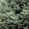 Fat Albert Blue Spruce - Image 3