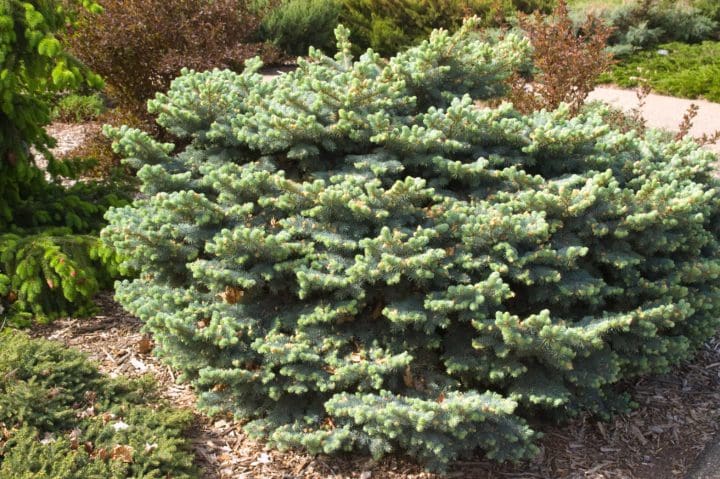 Globe Blue Spruce