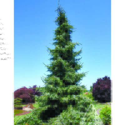 Gotelli Weeping Spruce