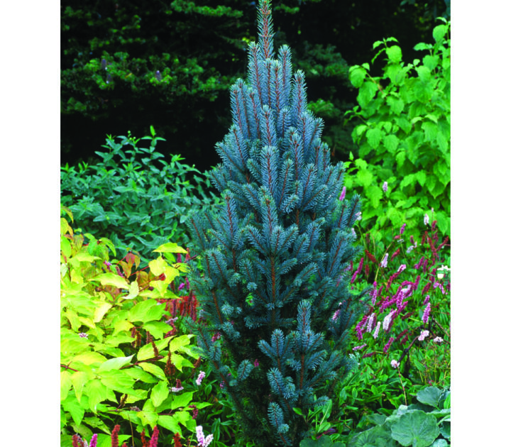 Iseli Fastigiate Spruce