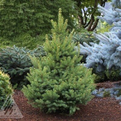 North Star Spruce