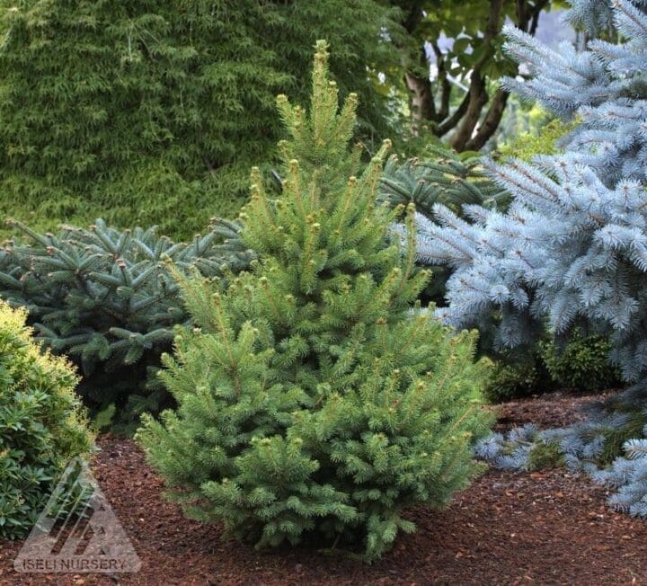 North Star Spruce