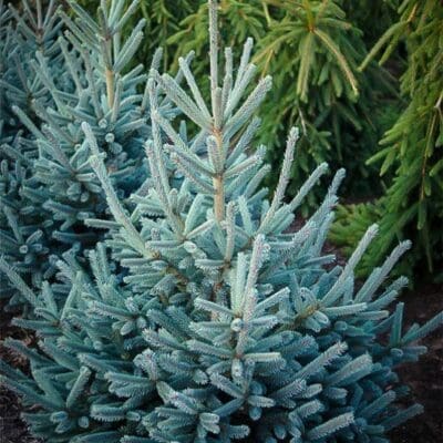 Paul's Select Norway Spruce