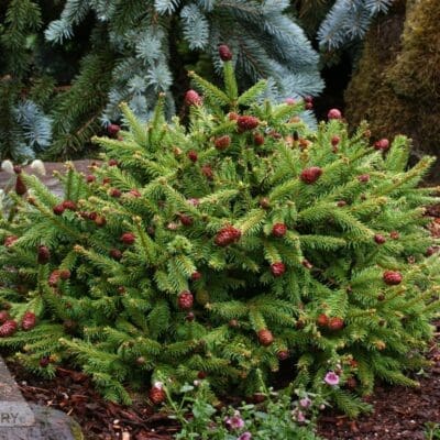 Pusch Dwarf Norway Spruce