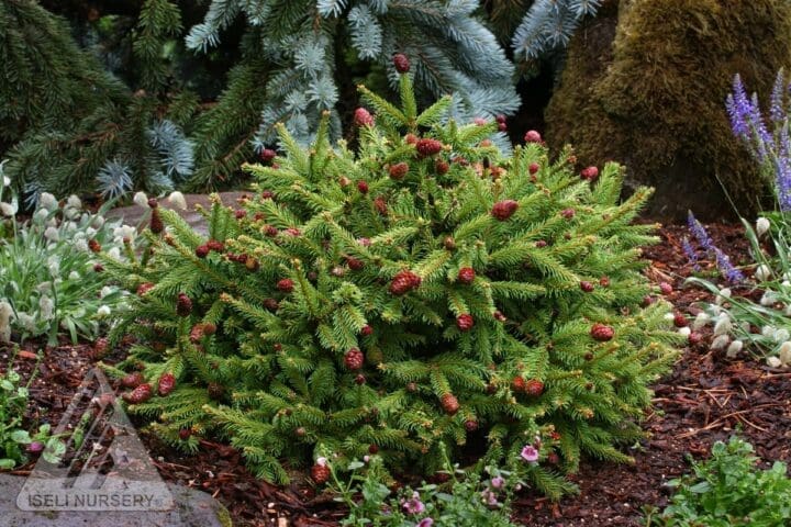 Pusch Dwarf Norway Spruce