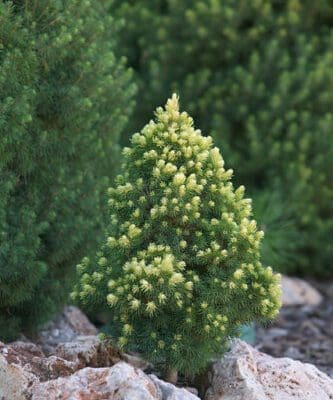 spruce rainbow alberta end