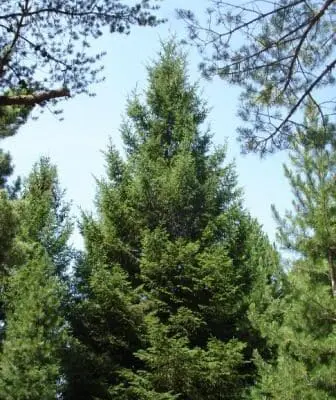Royal Splendor Norway Spruce