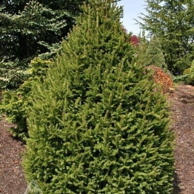Sherwood Compact Norway Spruce