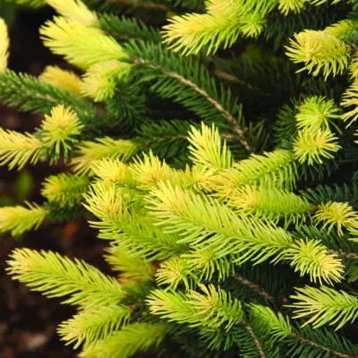 Sparkler Colorado Blue Spruce