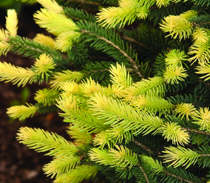 Sparkler Colorado Blue Spruce