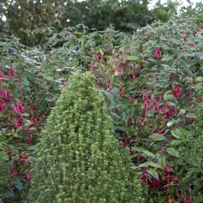 Tiny Tower Dwarf Alberta Spruce