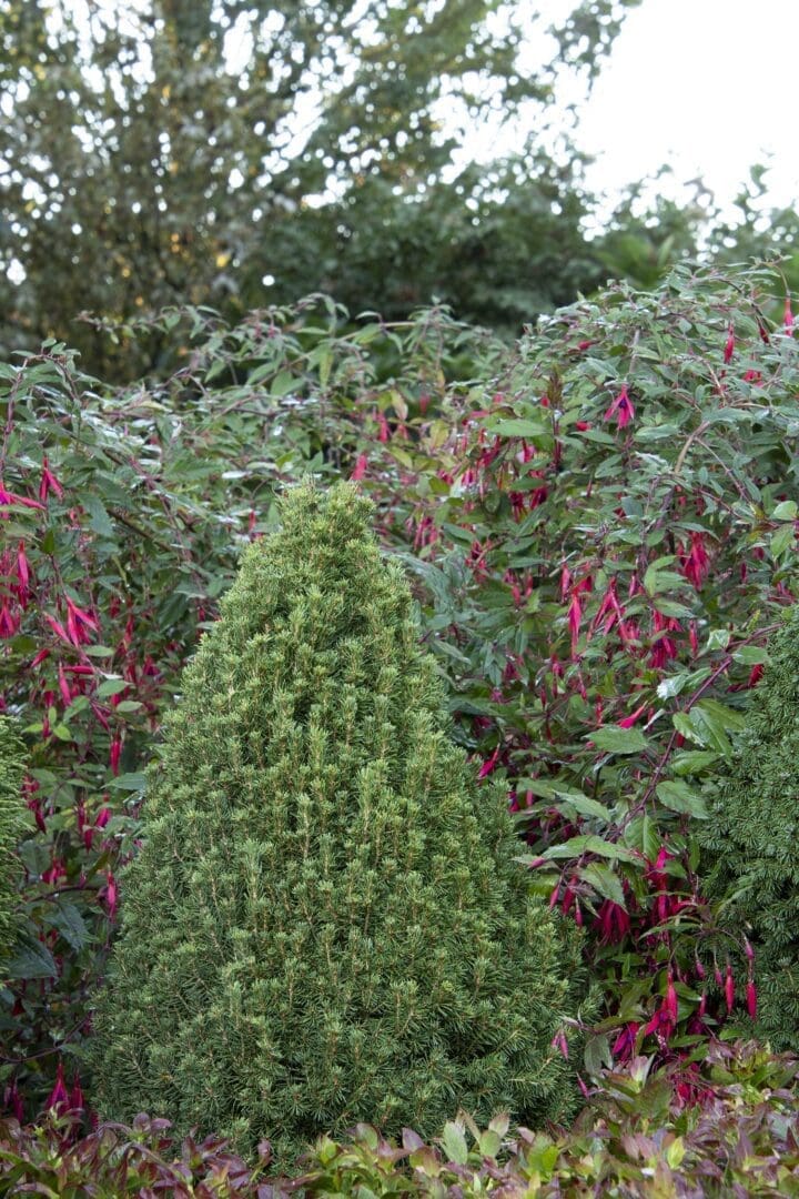 Tiny Tower Dwarf Alberta Spruce