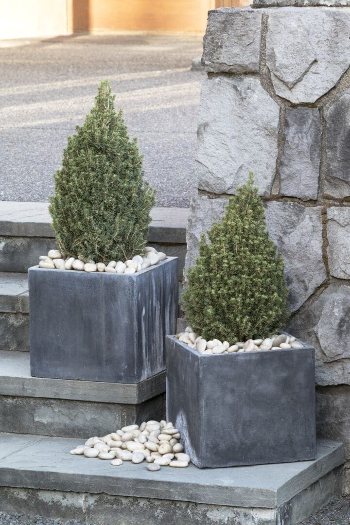 Tiny Tower Dwarf Alberta Spruce - Image 3