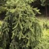 Weeping Norway Spruce