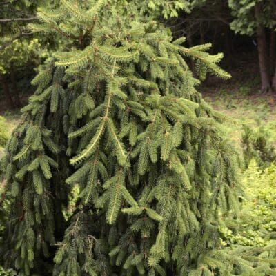 Weeping Norway Spruce