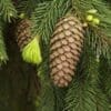 Weeping Norway Spruce - Image 3