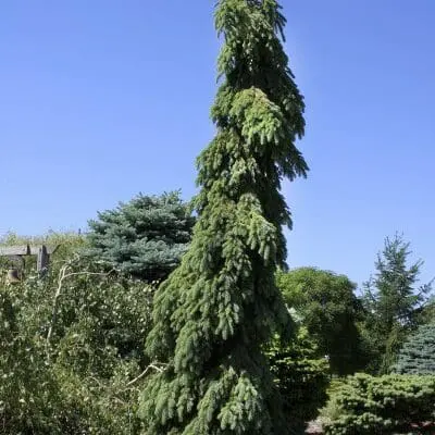 Weeping White Spruce