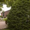 Upright Japanese Yew