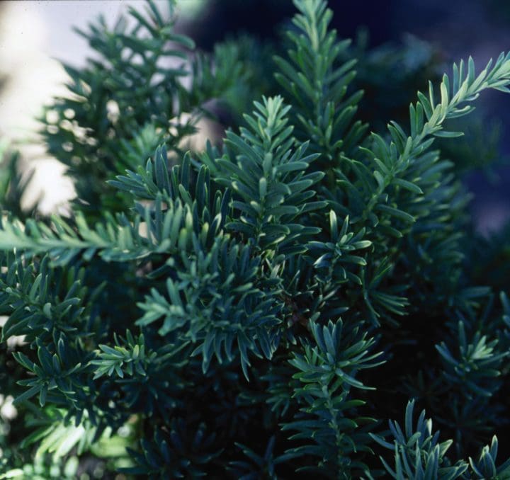 Upright Japanese Yew - Image 2