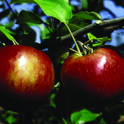Cortland Apple