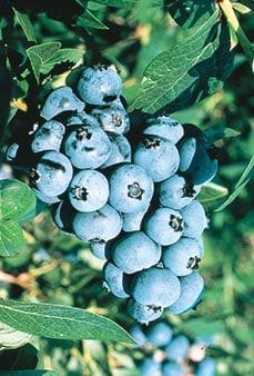 Northcountry Blueberry