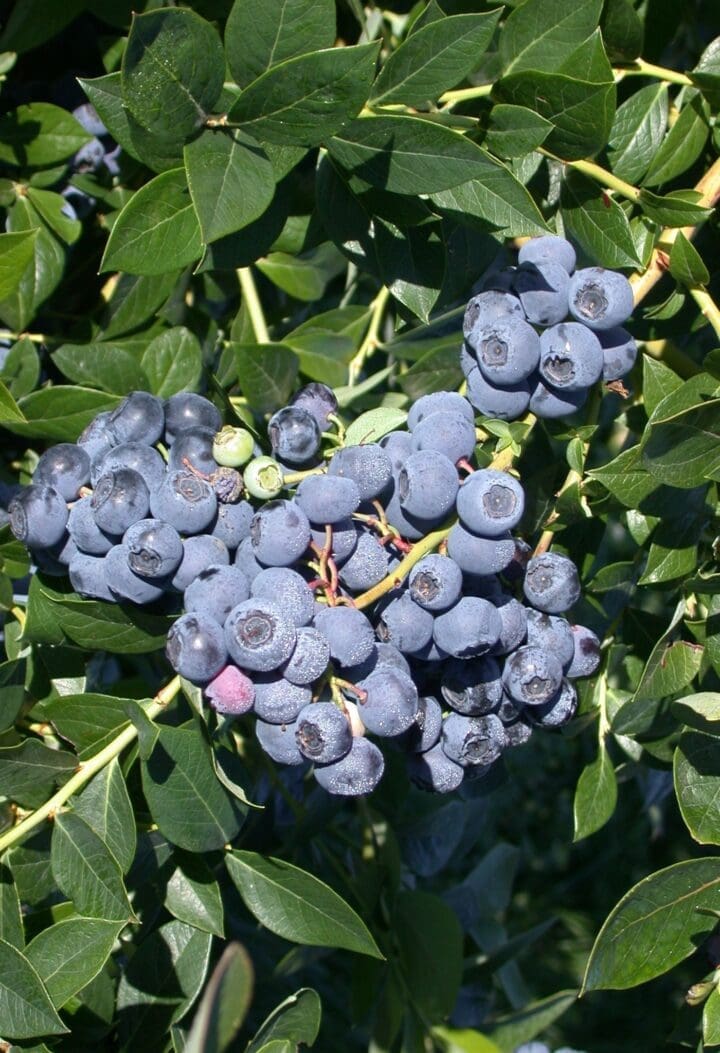 Patriot Early Season Blueberry