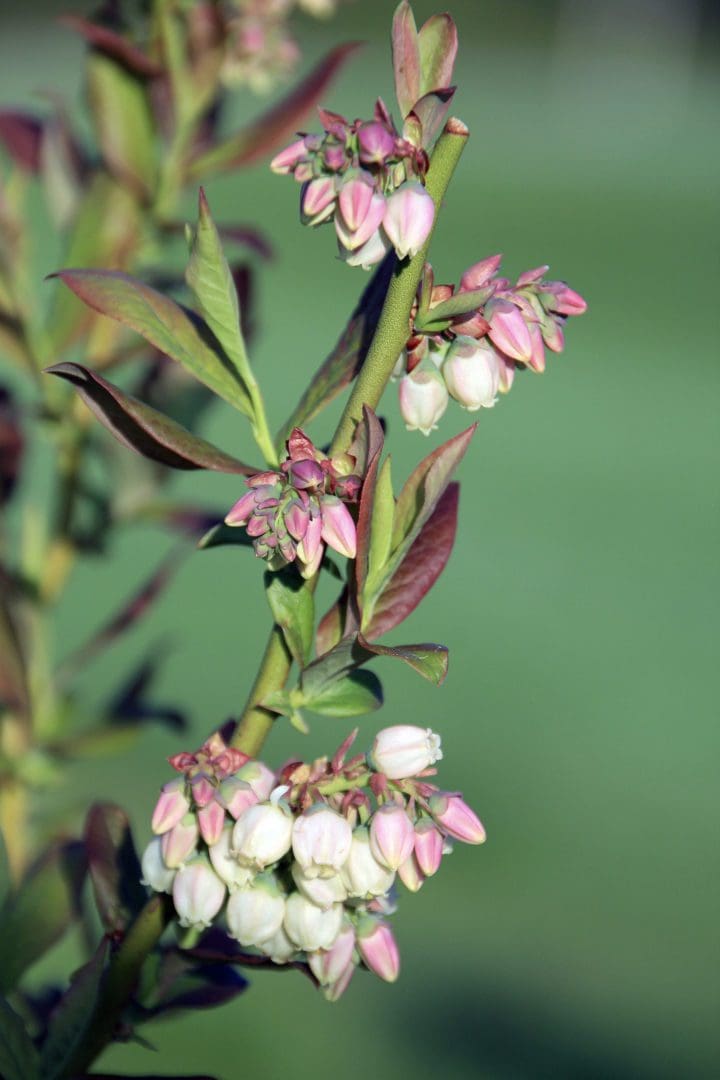 Patriot Early Season Blueberry - Image 2