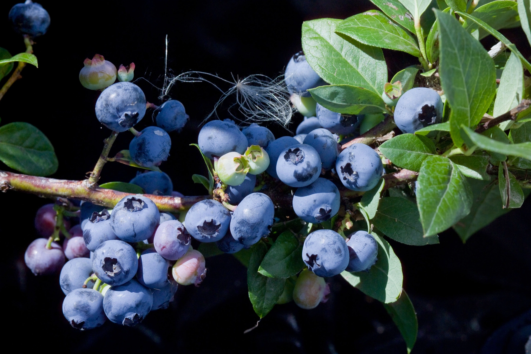 Superior Blueberry