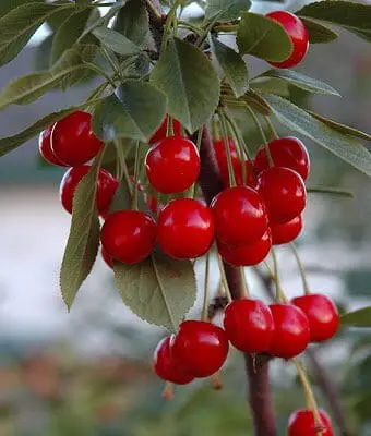 Evans Bali Cherry