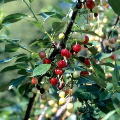 North Star Cherry