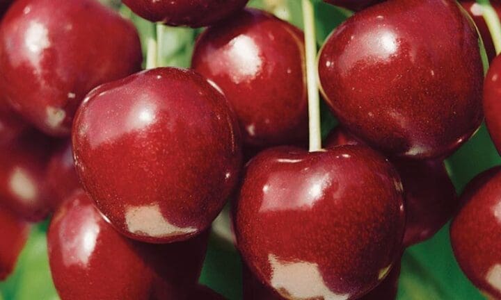 North Star Cherry - Image 2