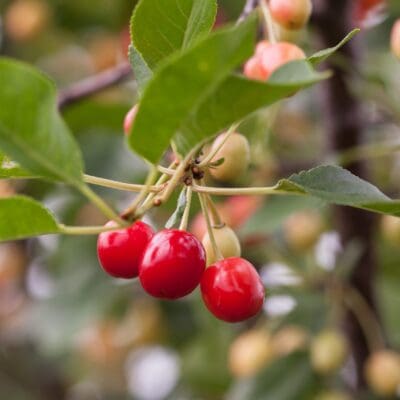 Sweet Cherry Pie Cherry