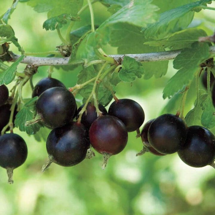 Jostaberry - Image 2