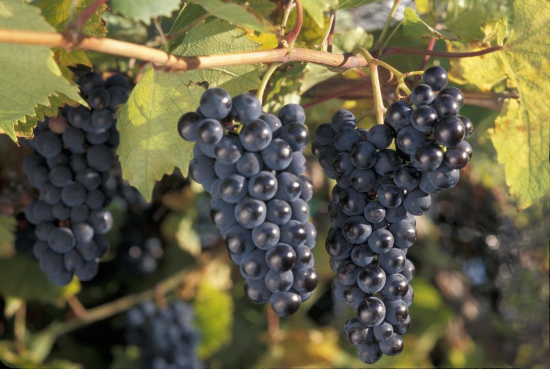 Marquette Grape Pahl's Market Apple Valley, MN