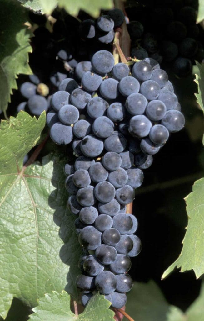 Marquette Grape Pahl's Market Apple Valley, MN