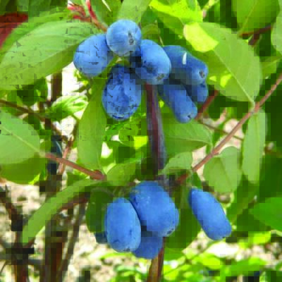Berry Blue Honeyberry