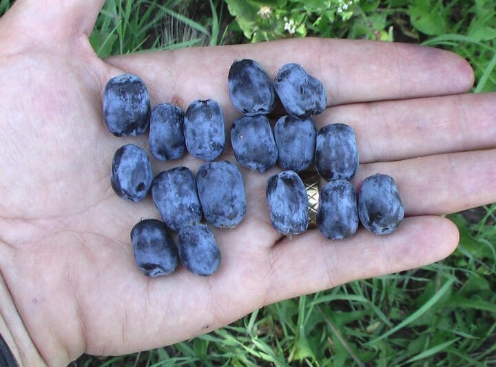 Borealis Honeyberry - Image 2