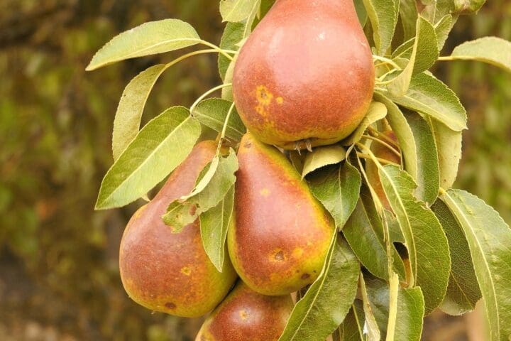 Golden Spice Pear