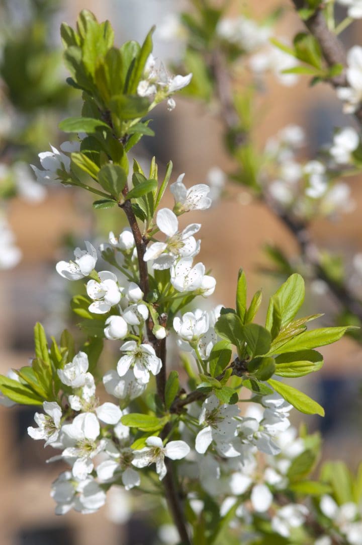 BlackIce Plum - Image 3