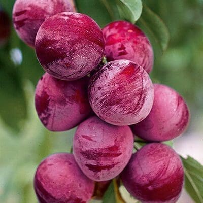 Pipestone Plum