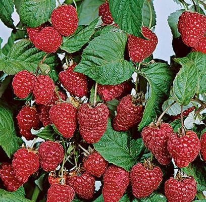 Boyne Raspberry